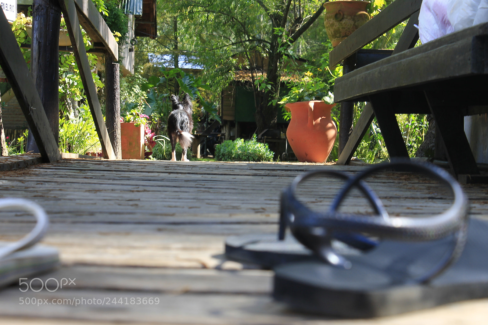Canon EOS 1100D (EOS Rebel T3 / EOS Kiss X50) sample photo. Dog is waiting photography
