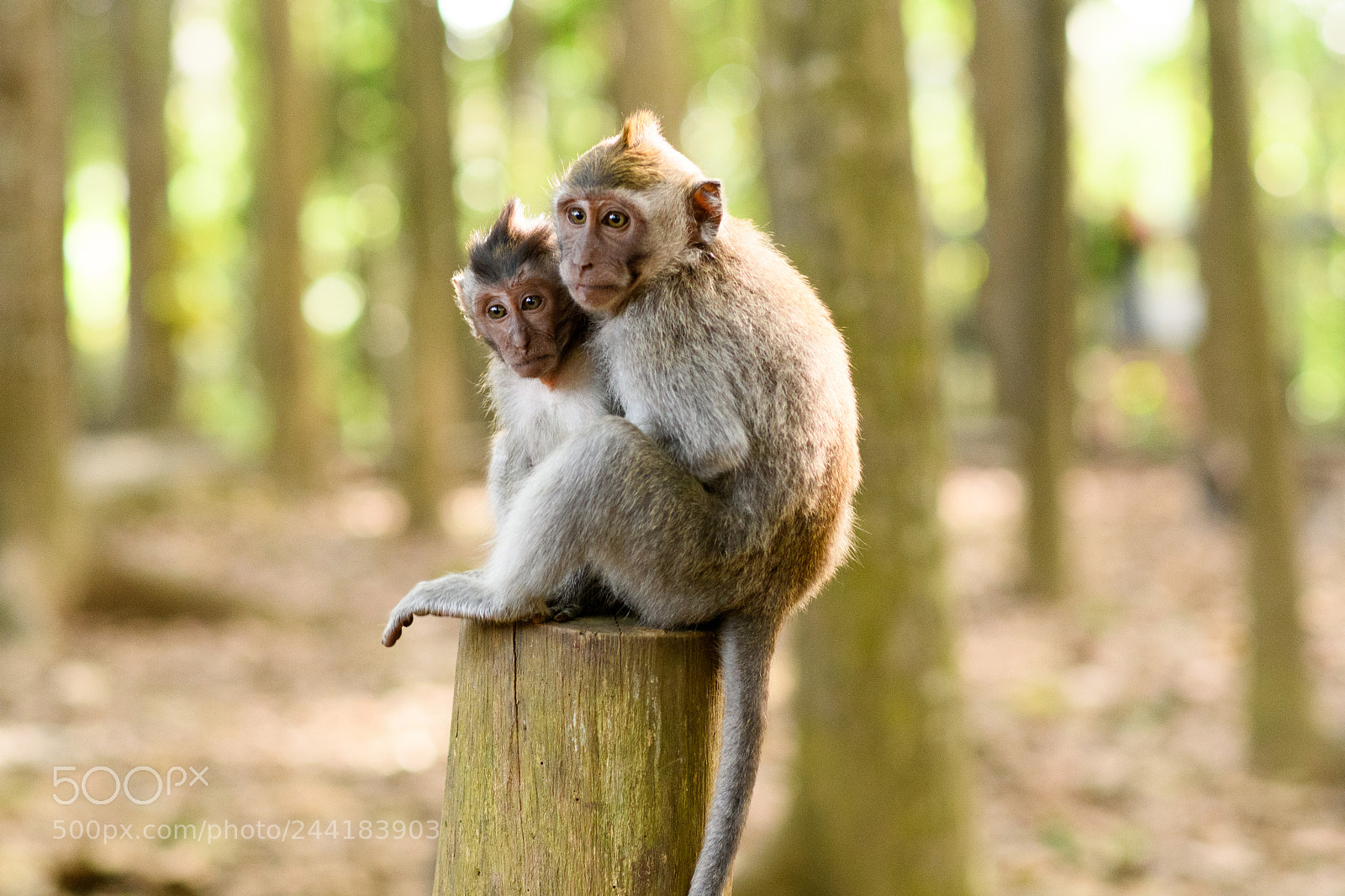 Nikon D7500 sample photo. Frightened photography