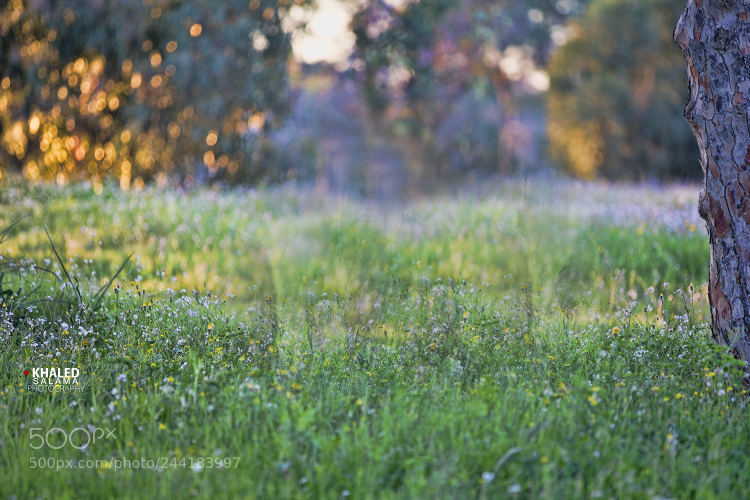 Canon EOS-1D X sample photo. Untitled photography