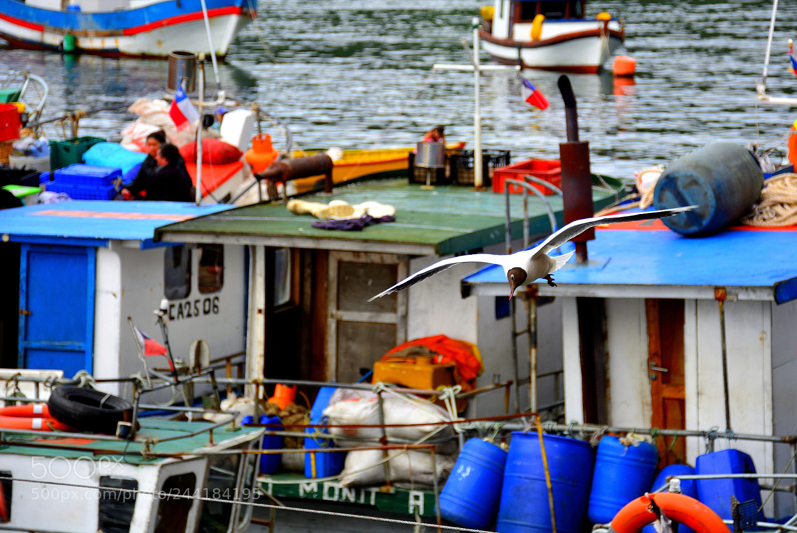 Nikon D7100 sample photo. Seagull over the boats photography