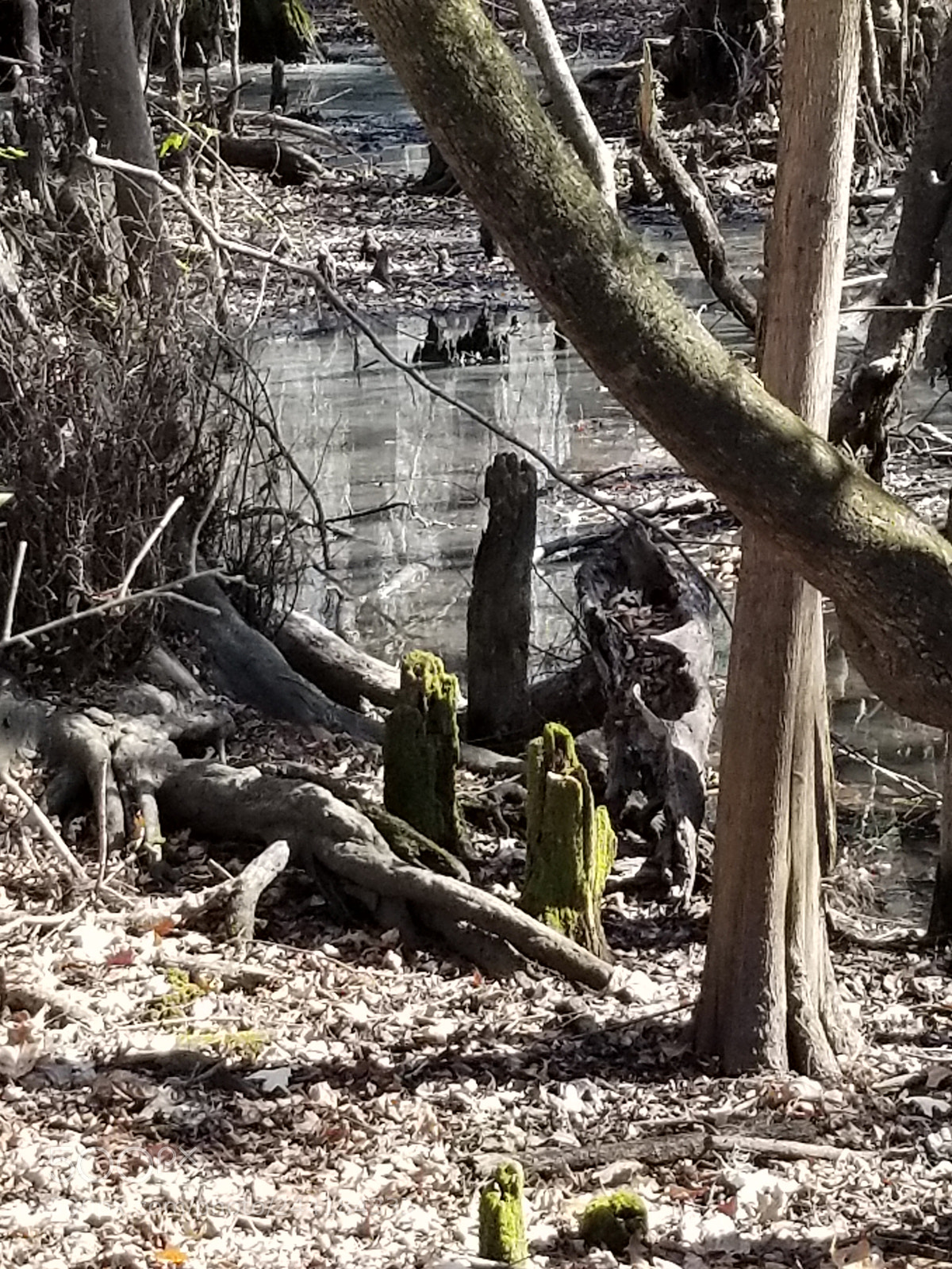 Samsung Galaxy S8+ sample photo. River marsh photography