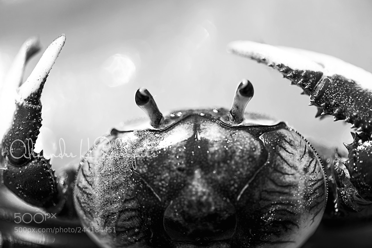 Nikon D810 sample photo. Macro photography