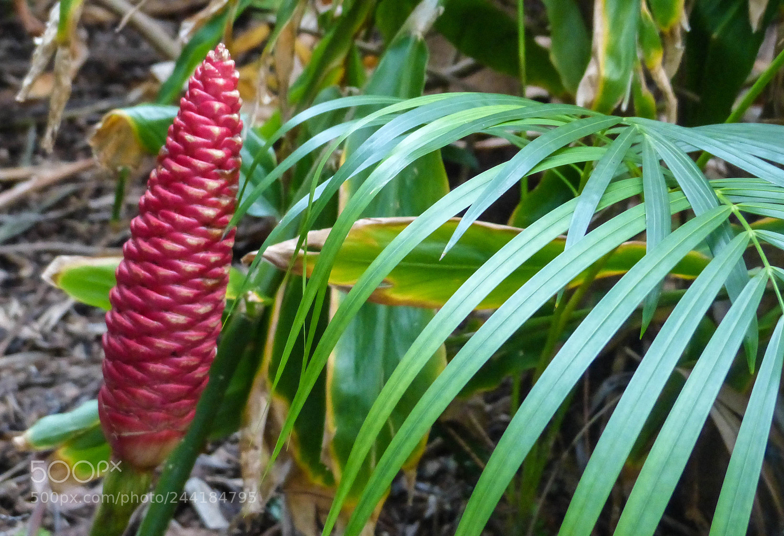 Panasonic Lumix DMC-FZ200 sample photo. Green and red photography