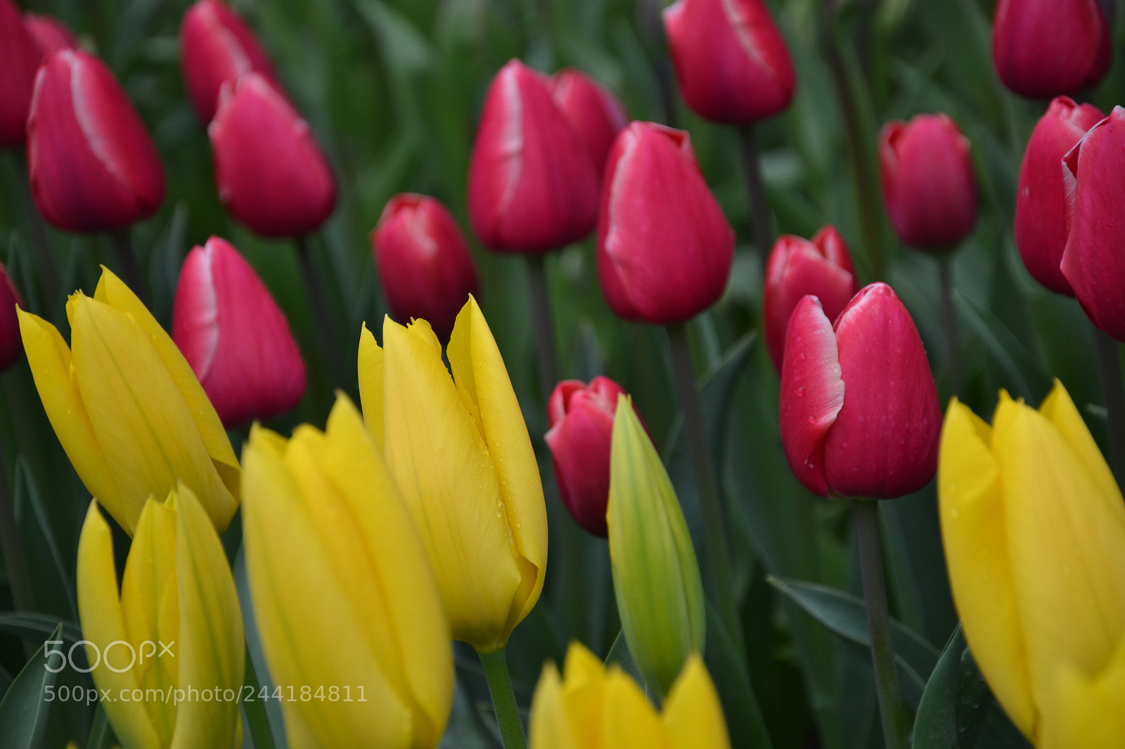 Nikon D3100 sample photo. Yellow and red photography