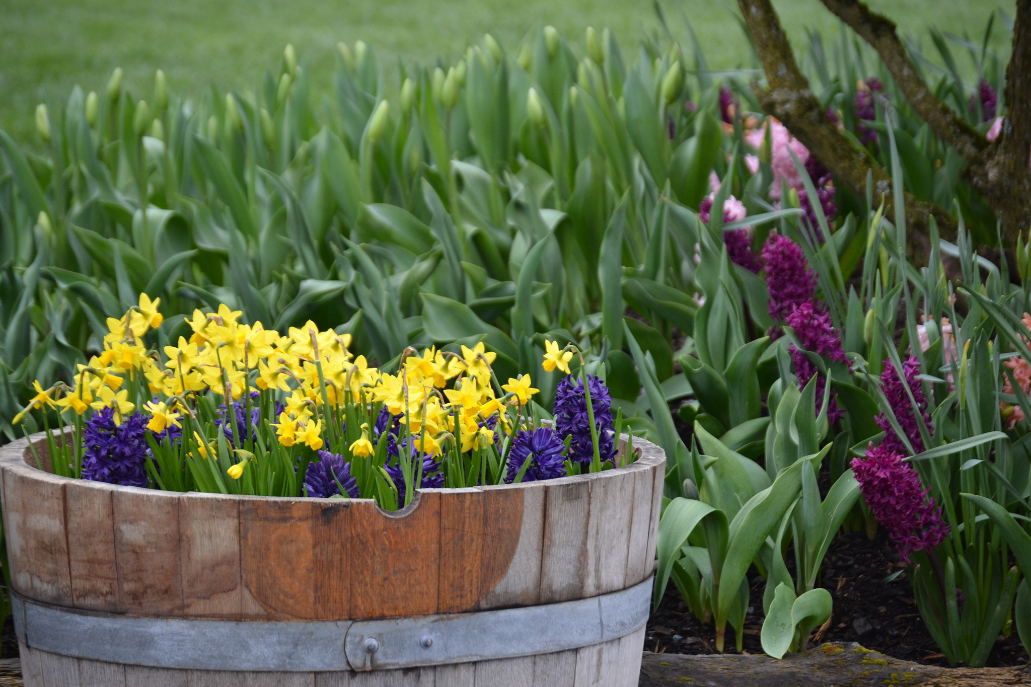 Nikon D3100 sample photo. Barrel of sun photography