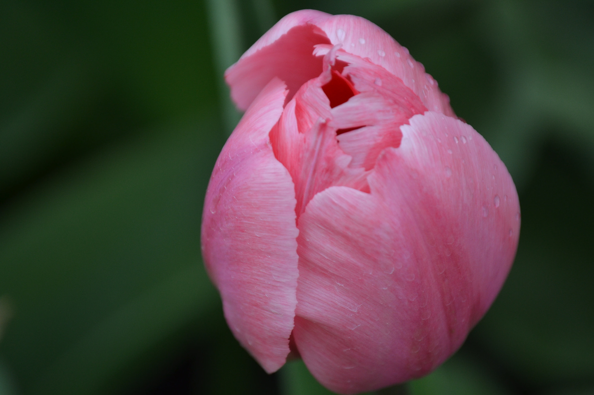 Nikon D3100 sample photo. Kiss photography