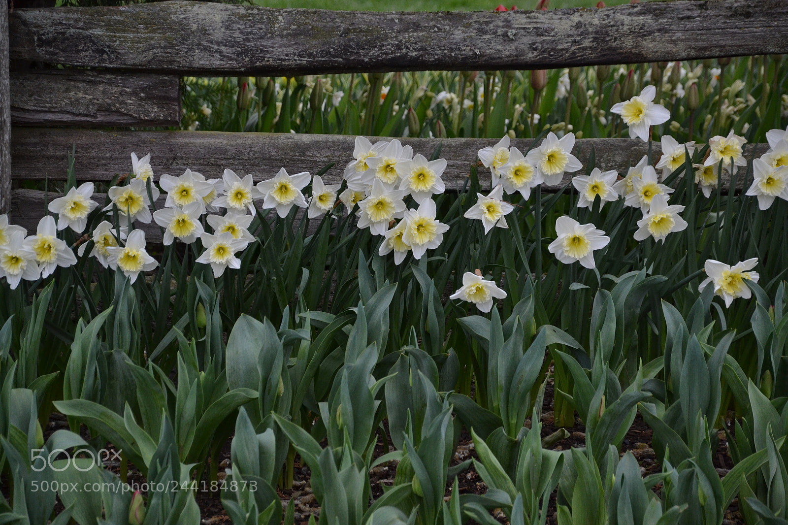 Nikon D3100 sample photo. Daffodils on fence photography