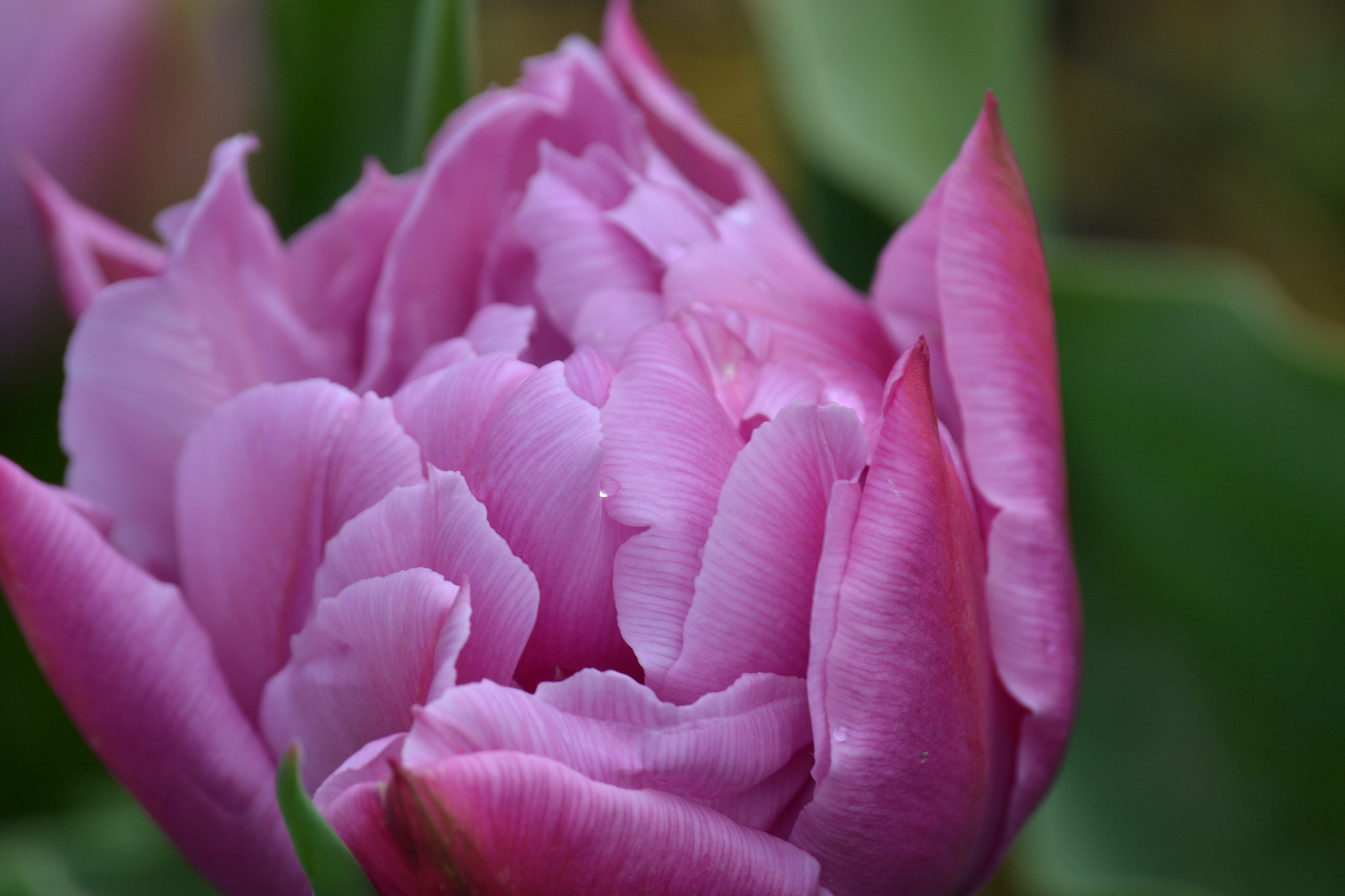 Nikon D3100 sample photo. Pink tulip photography