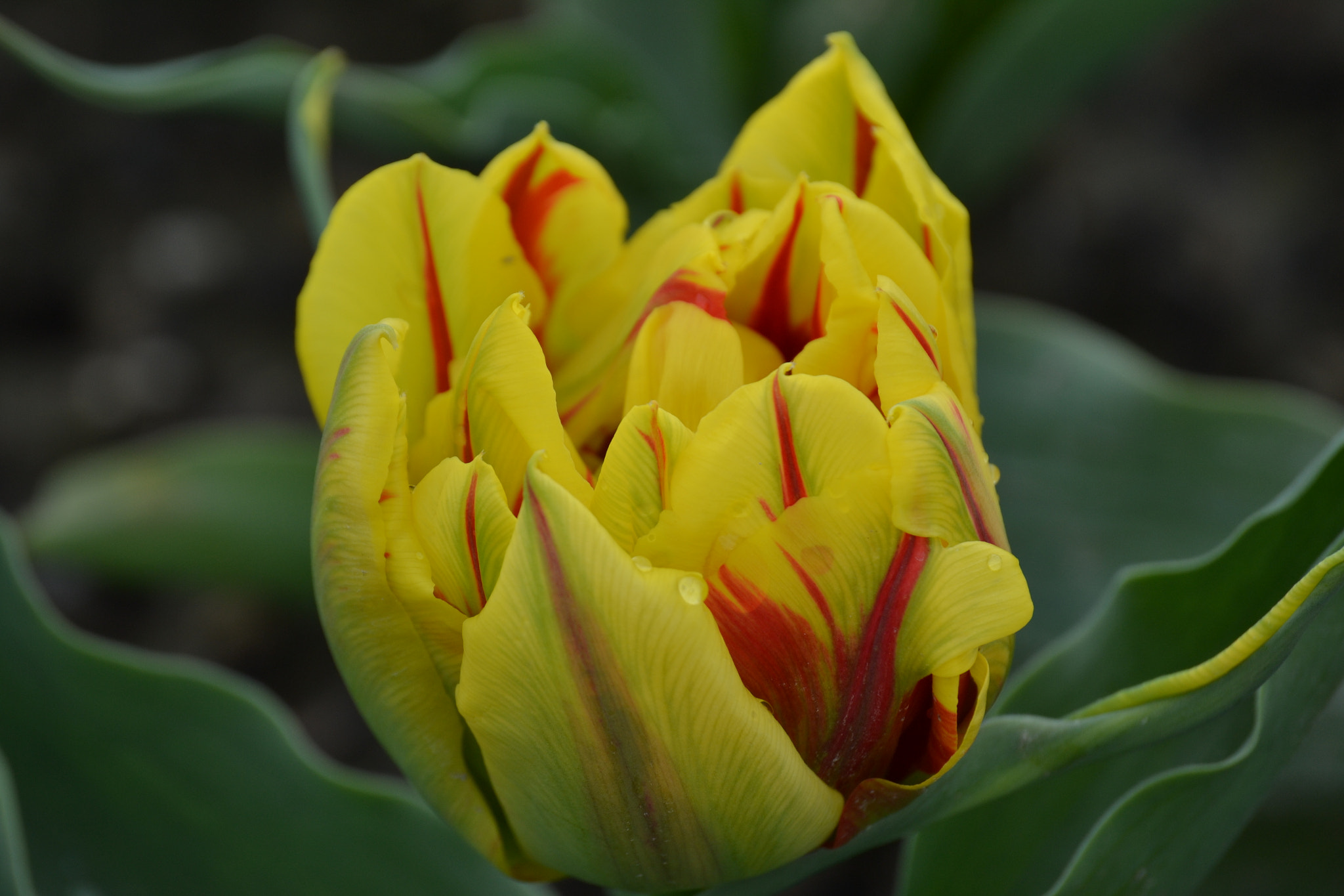 Nikon D3100 sample photo. Flame photography