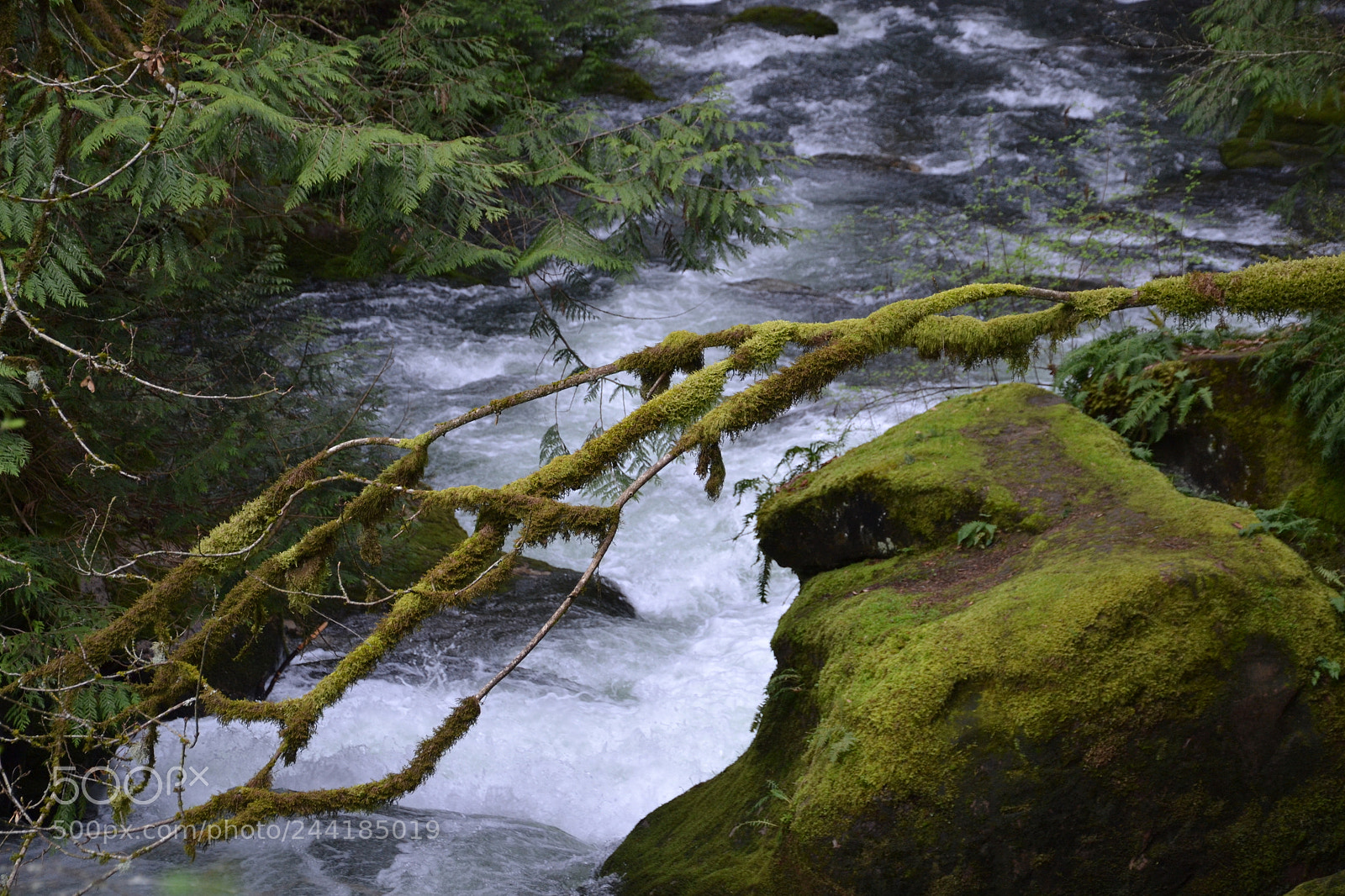 Nikon D3100 sample photo. Mossy branch photography