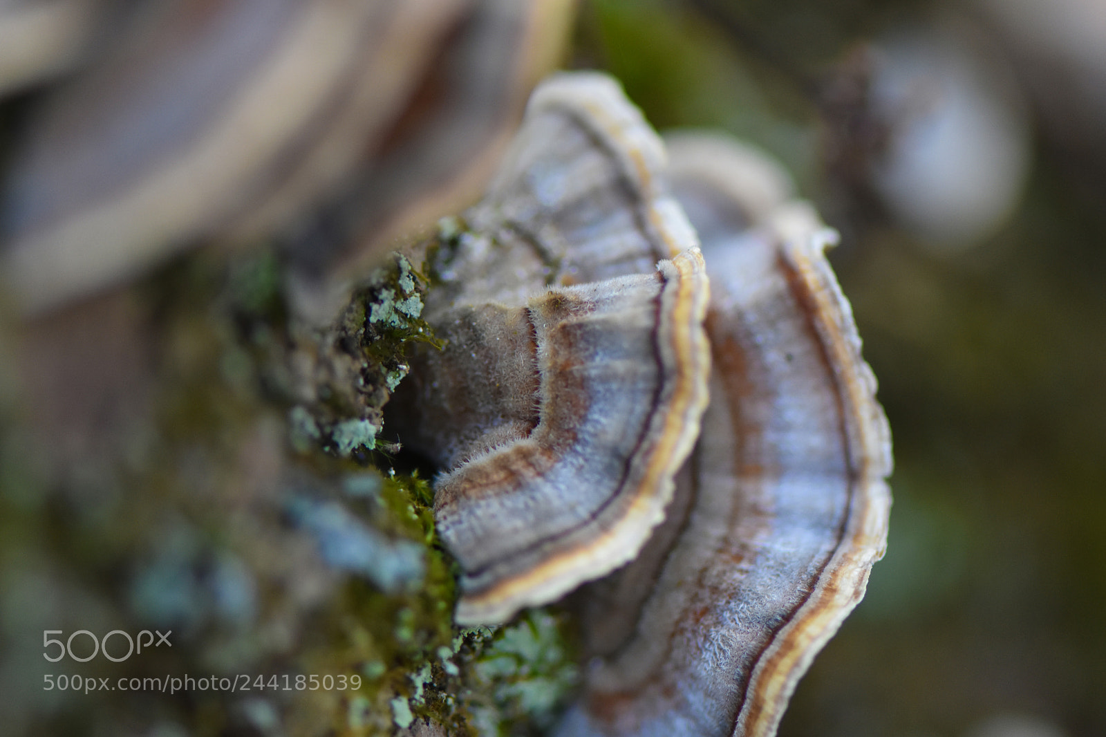 Nikon D3400 sample photo. Rainbow mushroom photography