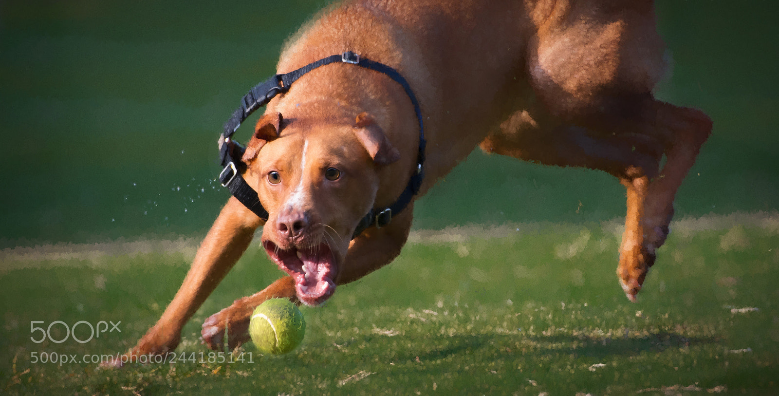 Nikon D500 sample photo. The chase photography