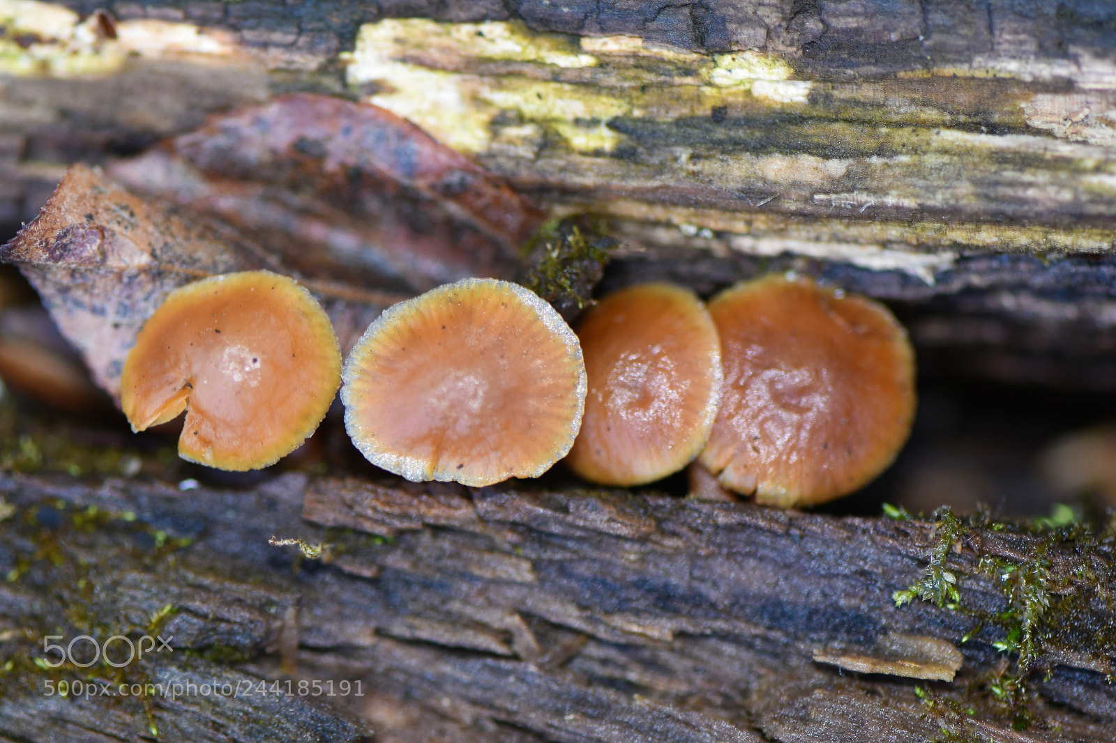 Nikon D3400 sample photo. Natural decomposition photography