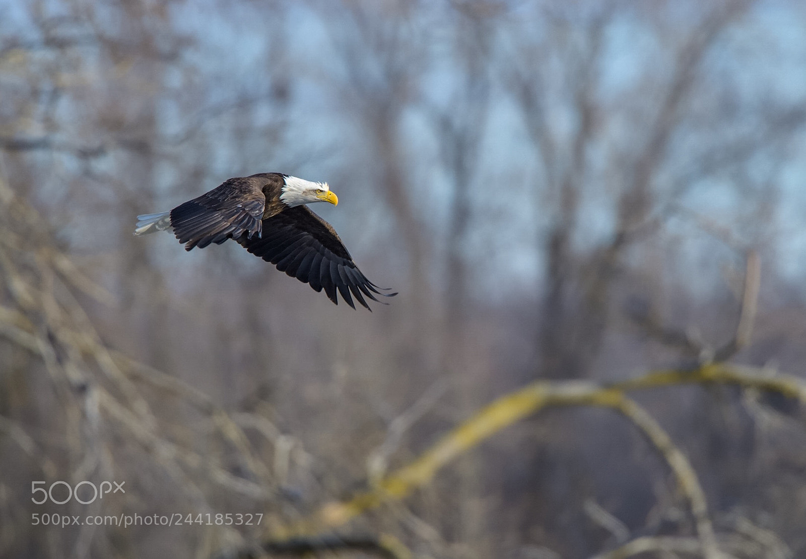 Nikon D850 sample photo. Bald eagle photography