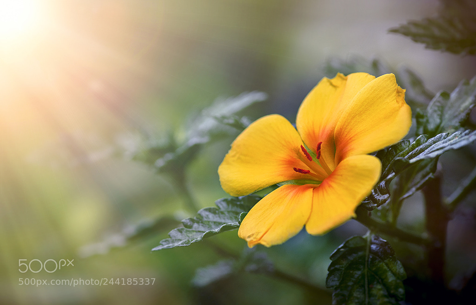 Pentax K-3 II sample photo. Light and flower photography