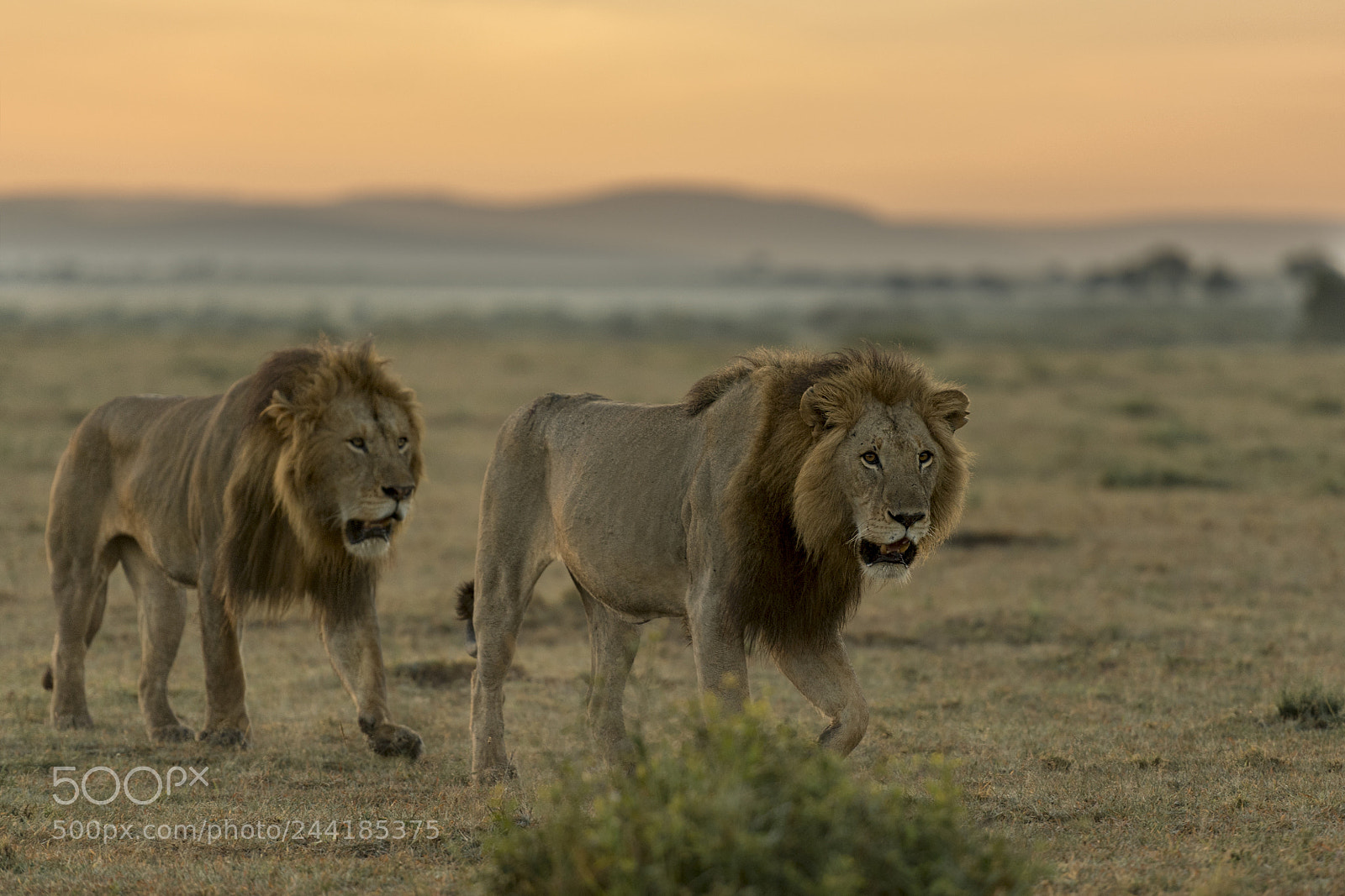 Nikon D5 sample photo. Lions photography