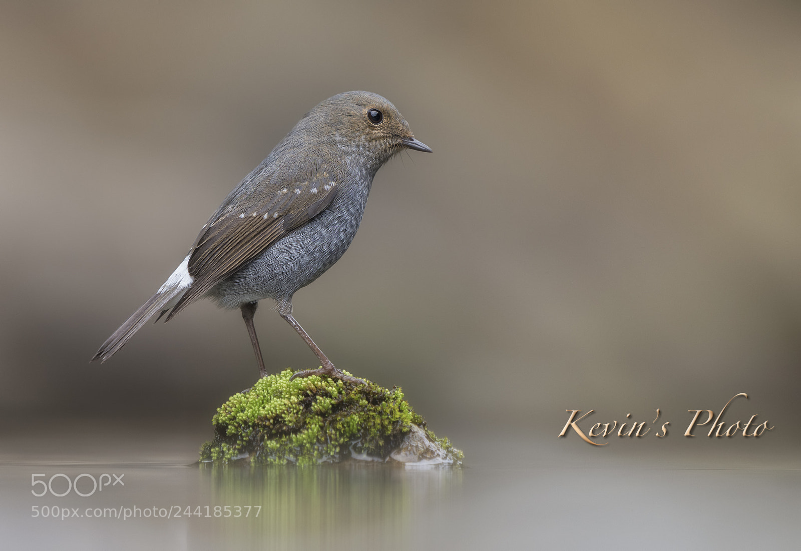 Nikon D810 sample photo. Plumbeous water redstart female photography