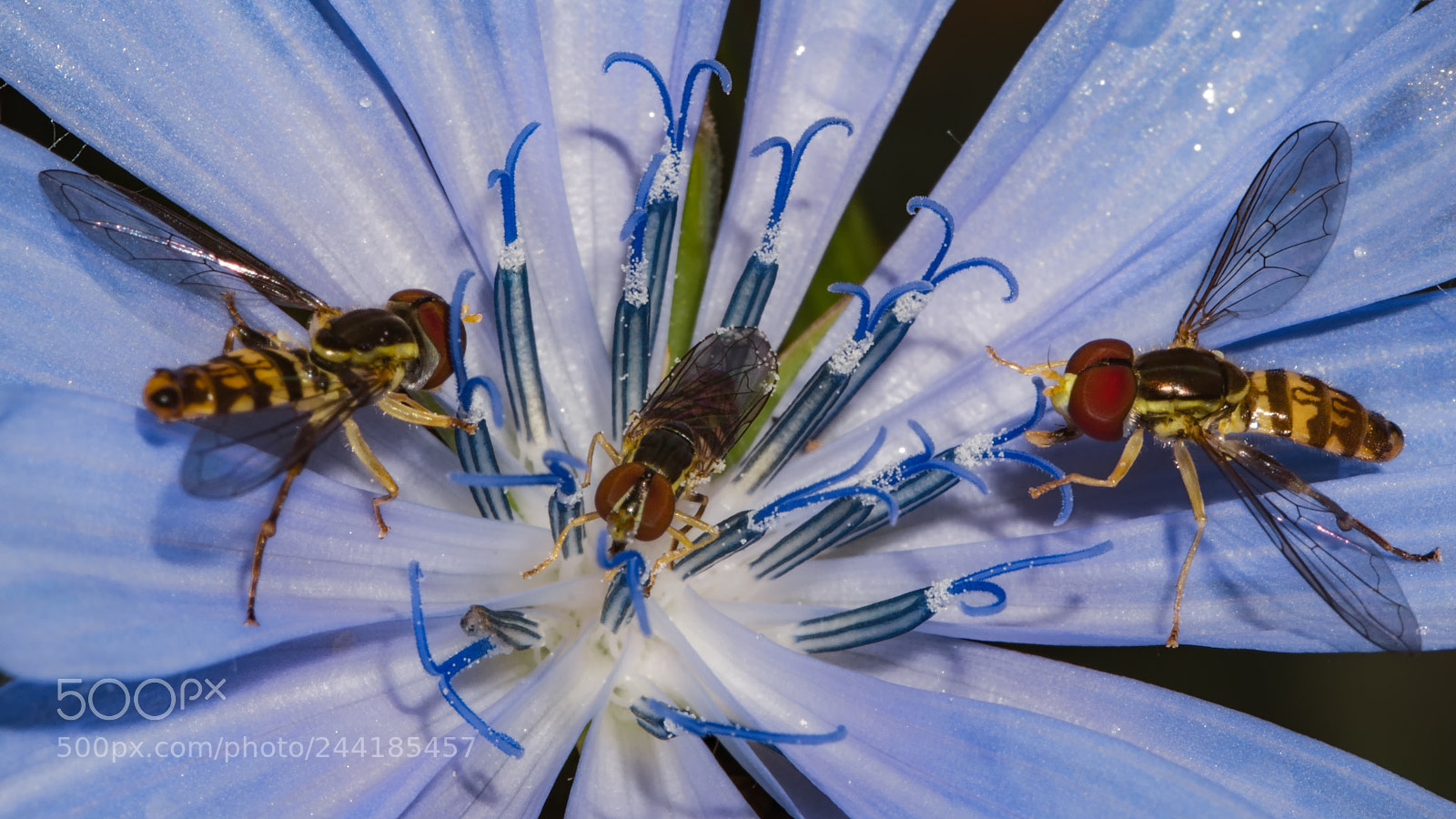 Nikon D7200 sample photo. Three on a flower photography
