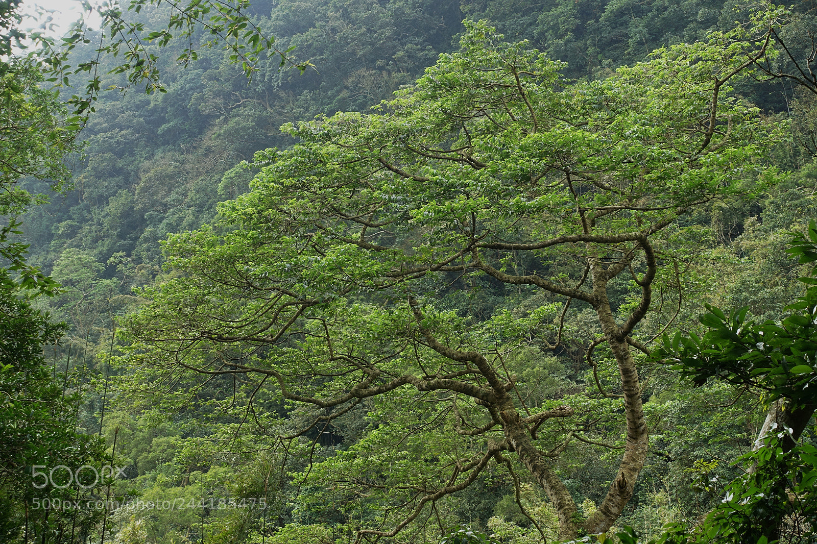 Sony Cyber-shot DSC-RX100 III sample photo. Canopy of branches and photography