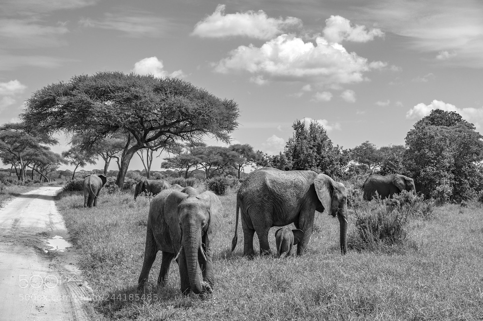 Fujifilm X-T2 sample photo. Elephant herd photography