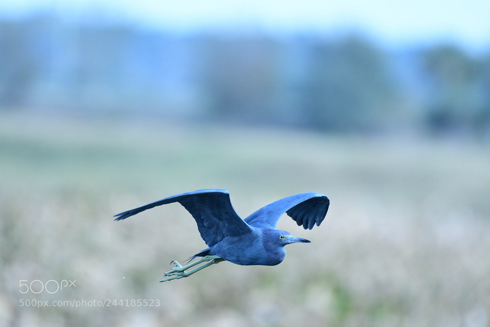 Nikon AF-S Nikkor 200-500mm F5.6E ED VR sample photo. Untitled photography