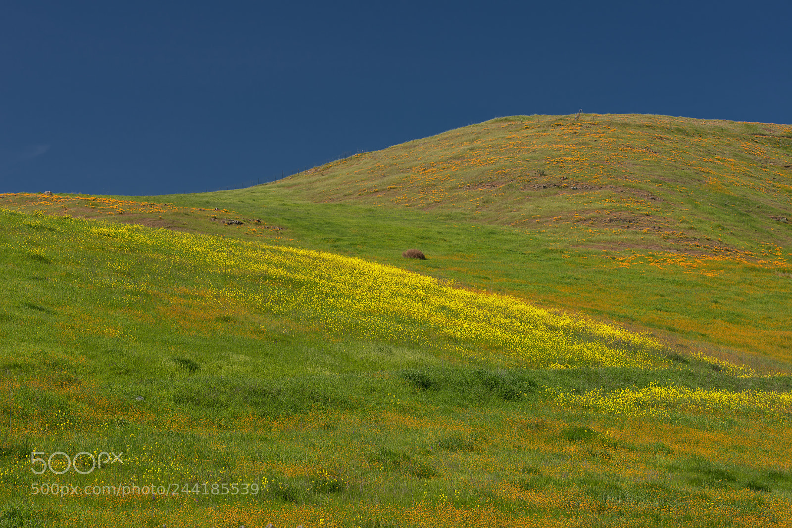 Nikon D800E sample photo. Communications hill, san jose photography