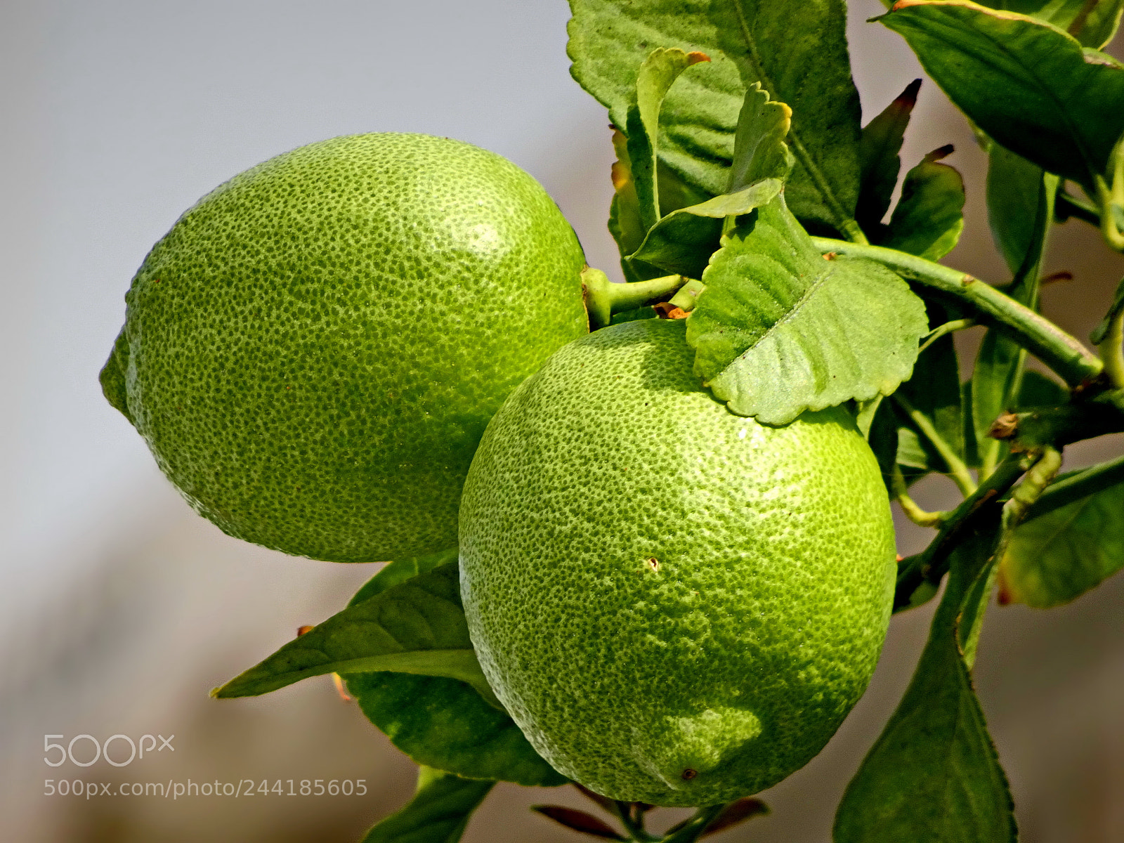 Sony Cyber-shot DSC-HX80 sample photo. Lemons, a close look photography