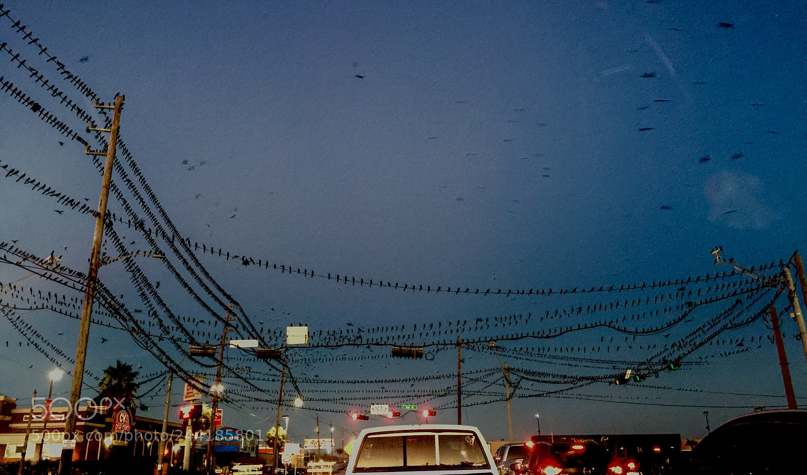 Apple iPhone 6 Plus sample photo. Bird's parking photography