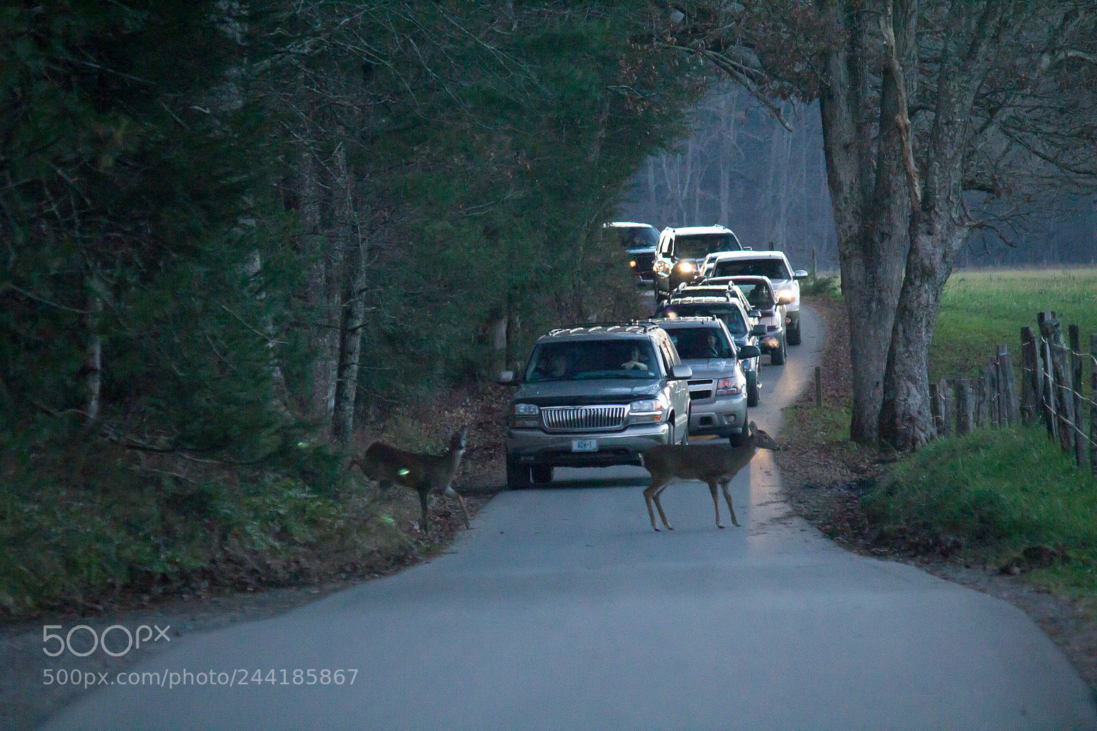 Canon EOS 600D (Rebel EOS T3i / EOS Kiss X5) sample photo. Cades cove traffic jam...bears photography