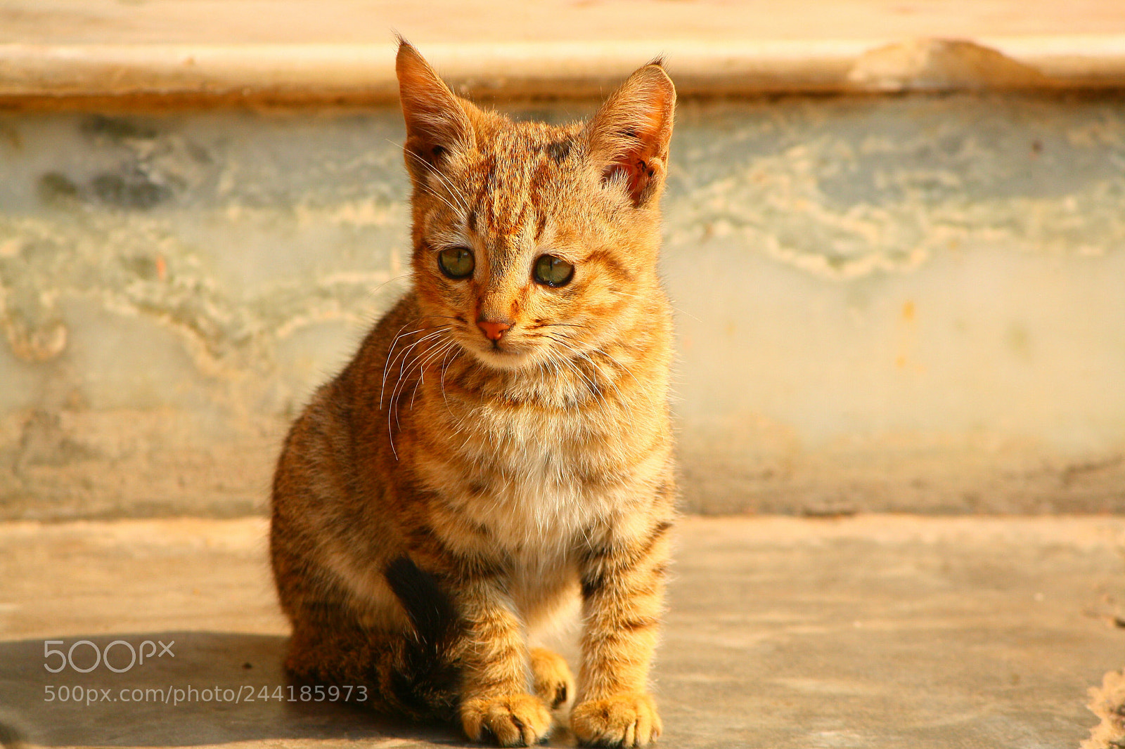 Canon EOS 1000D (EOS Digital Rebel XS / EOS Kiss F) sample photo. Catty paonta himachal india photography
