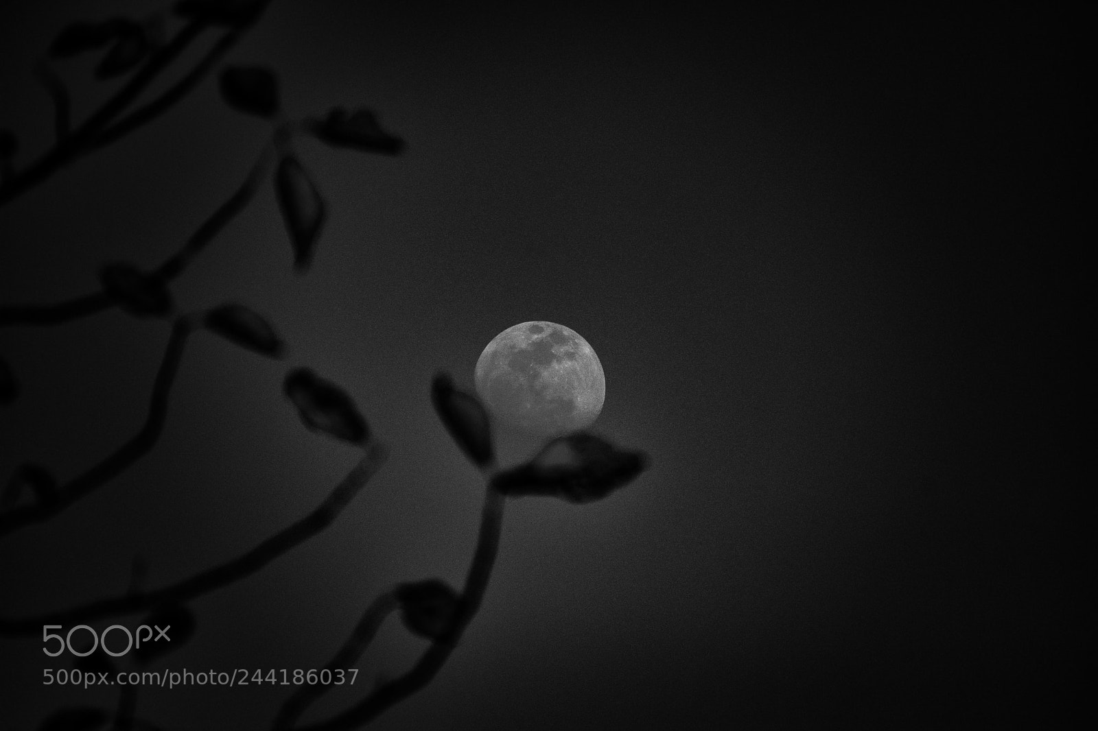 Nikon D3400 sample photo. Moon flower.!!! photography
