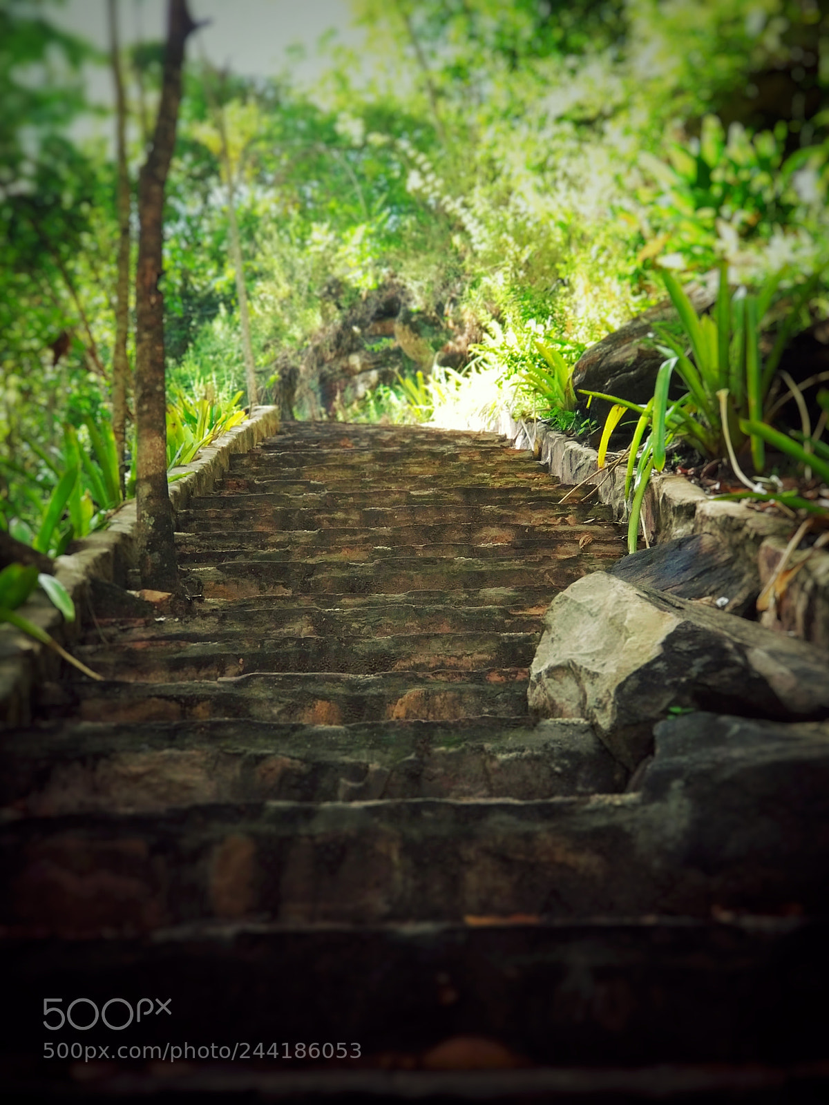 Xiaomi MI6 sample photo. The path. stairs. photography
