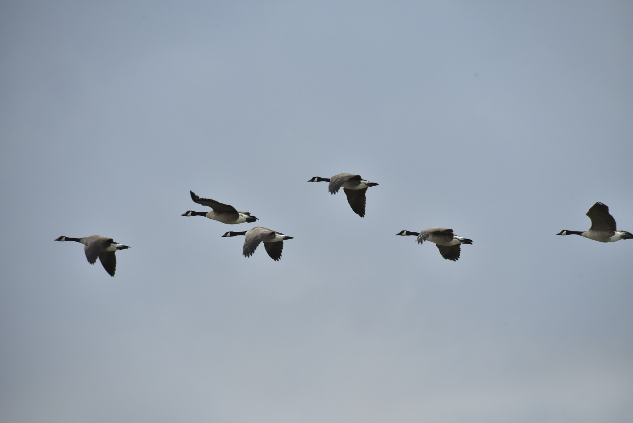 Nikon D750 sample photo. Canada geese photography