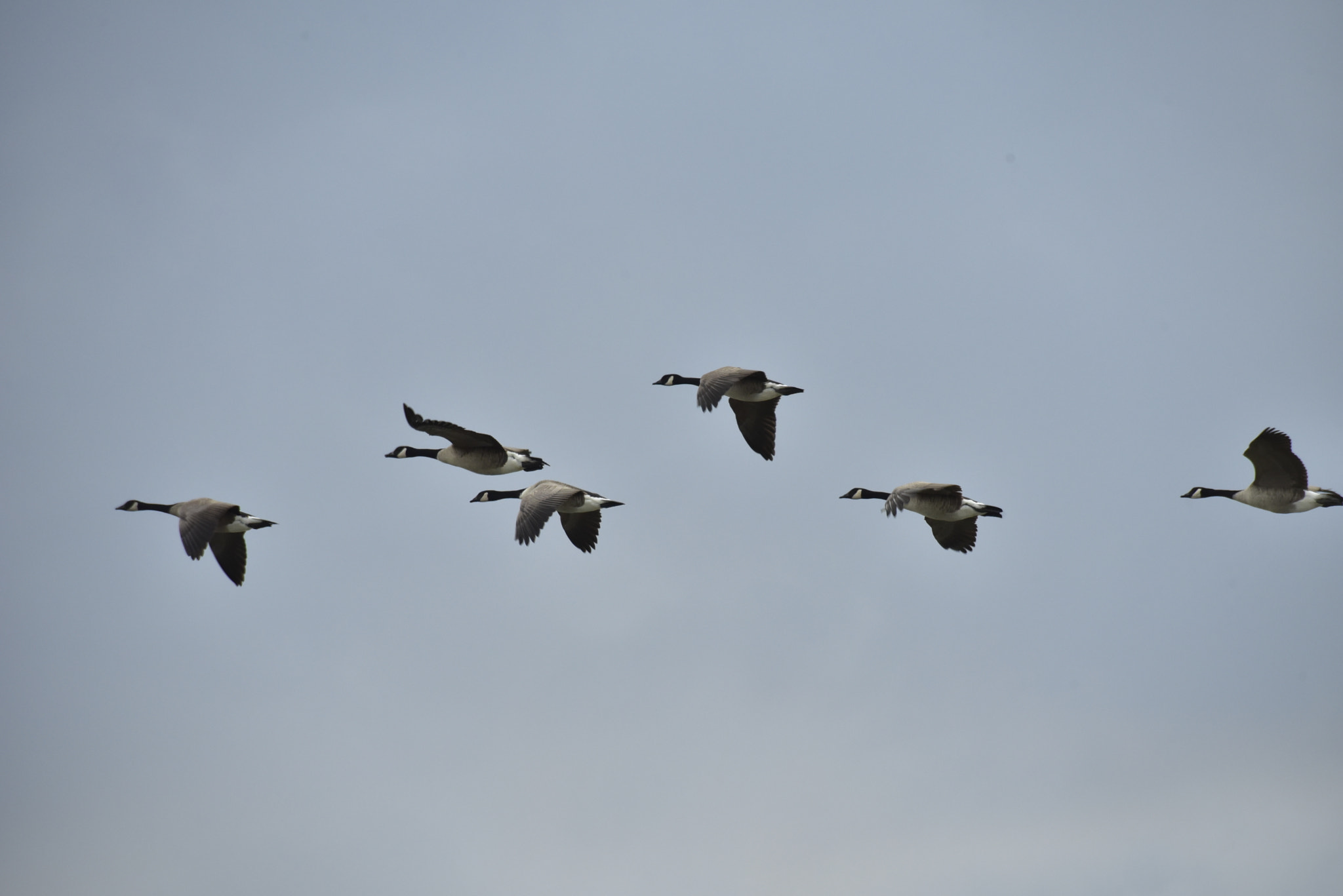 Sigma APO 170-500mm F5-6.3 Aspherical RF sample photo. Canada geese photography