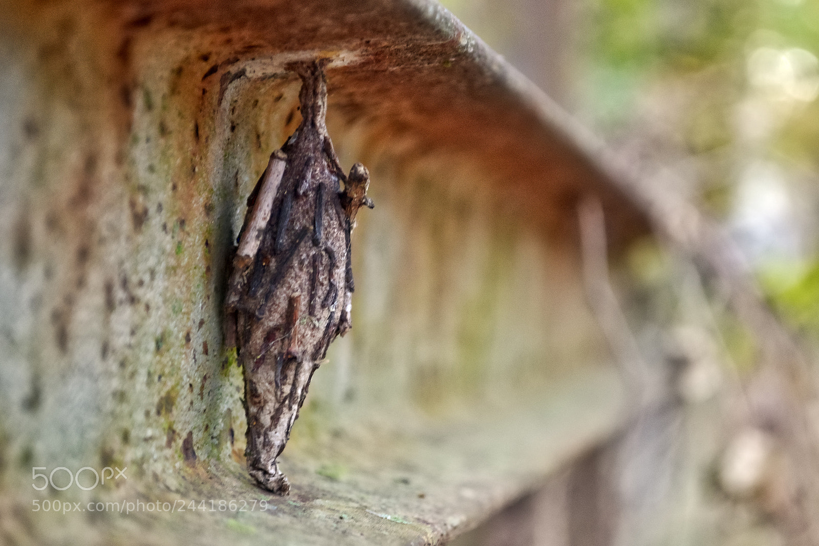 Nikon D3100 sample photo. Before the unveiling photography
