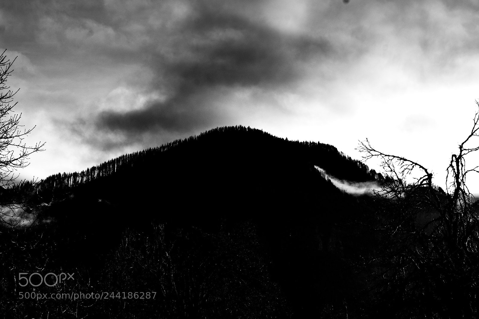 Nikon D7100 sample photo. Tree lined hill photography