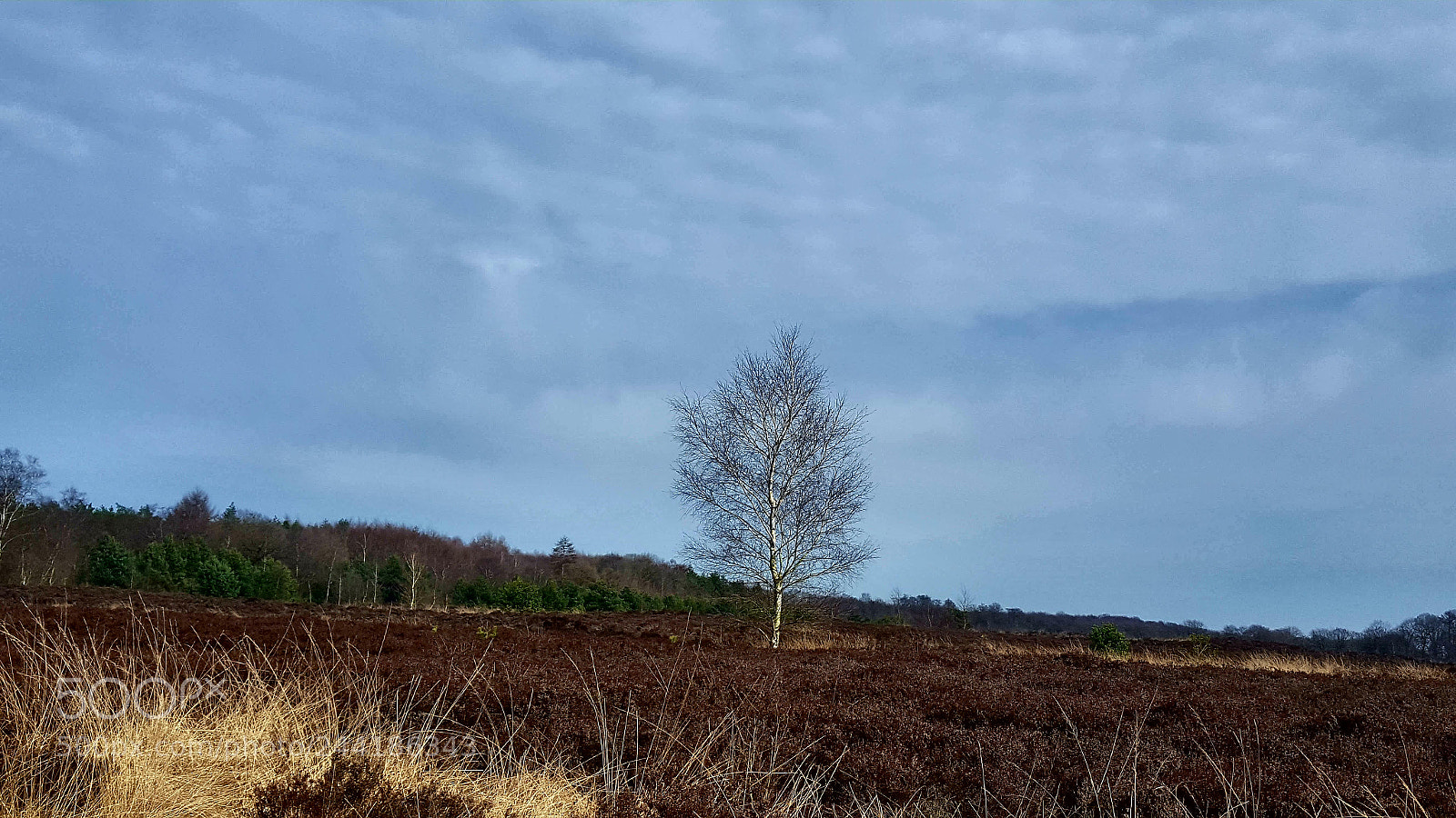 Samsung Galaxy S6 sample photo. Lonely tree in the photography