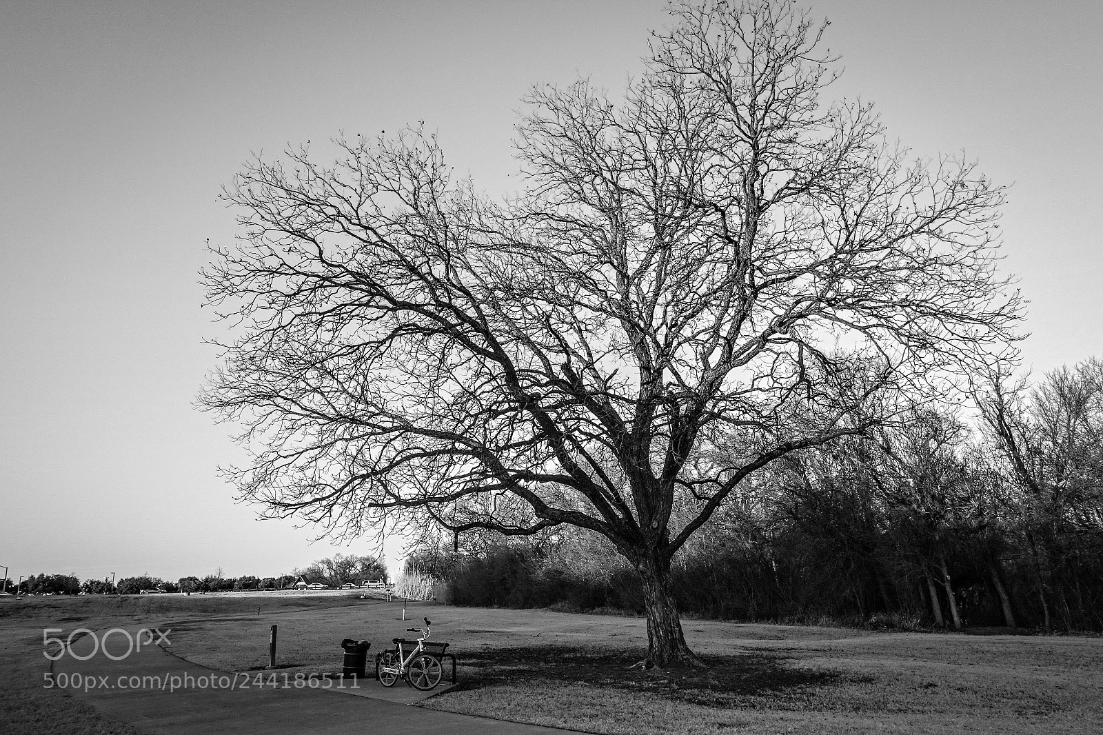 Sony Cyber-shot DSC-RX100 III sample photo. Shadeless tree photography