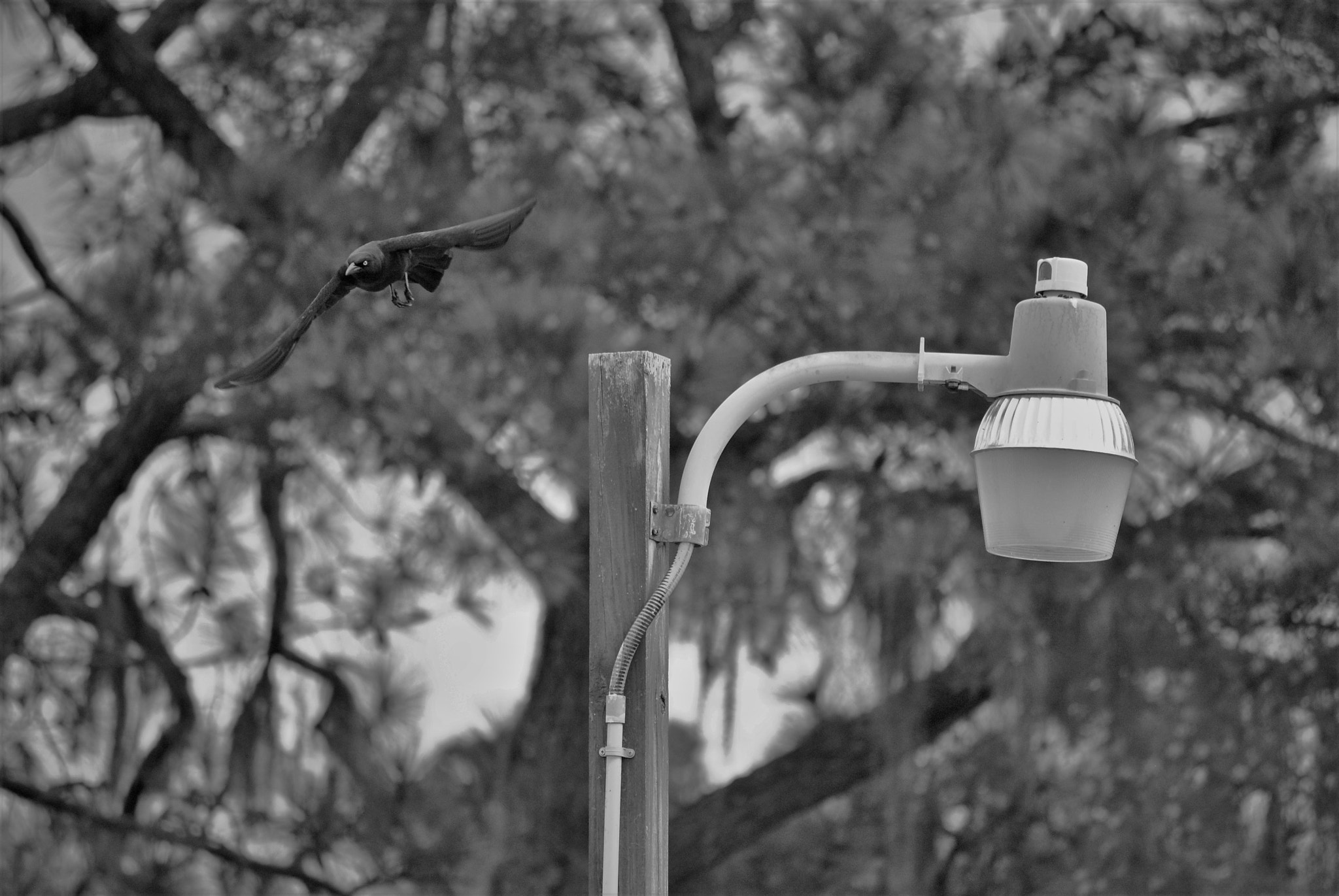 Nikon D3000 sample photo. Fly from my spot.. photography