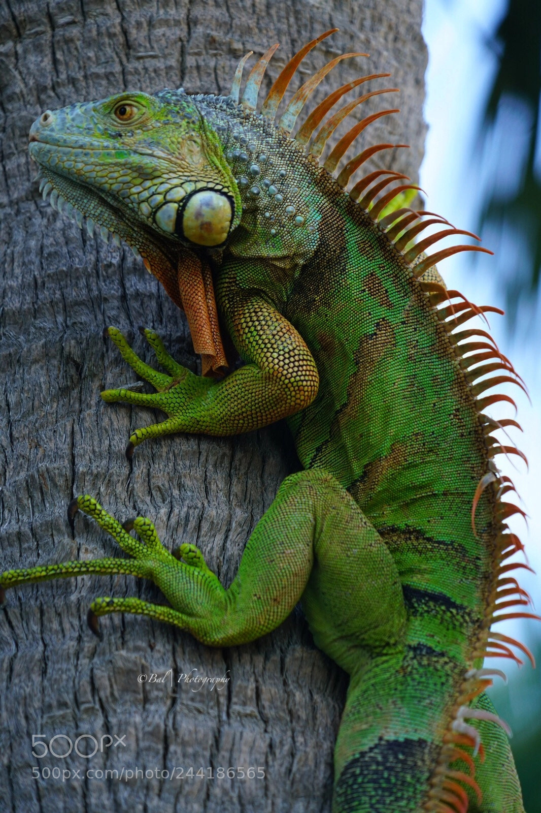 Sony a7R II sample photo. Green iguana photography