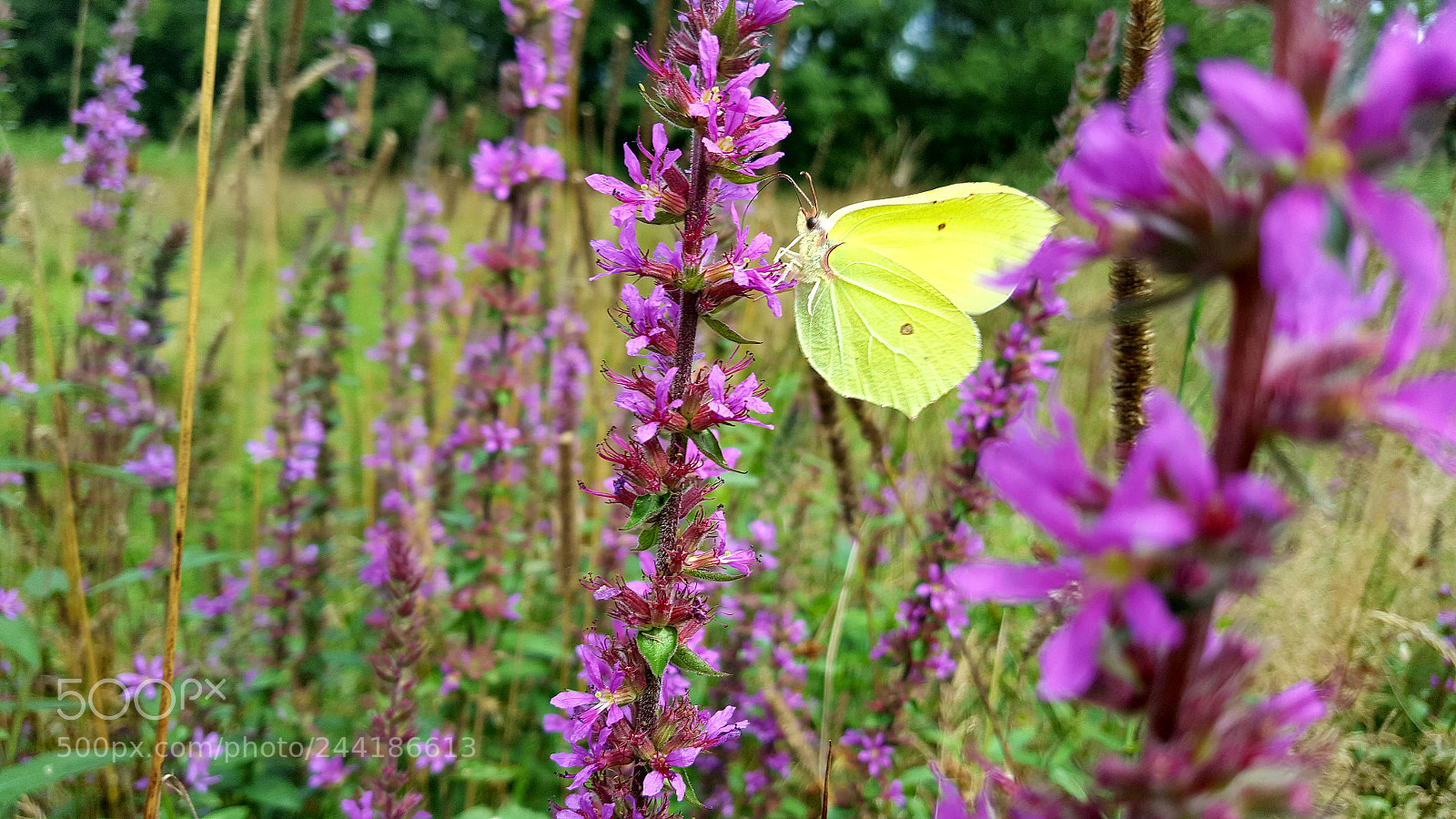 Samsung Galaxy S6 sample photo. Butterfly on the flowers photography