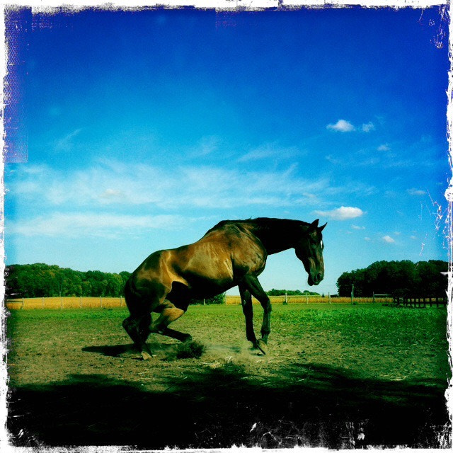 Hipstamatic 270 sample photo. Dee rising photography
