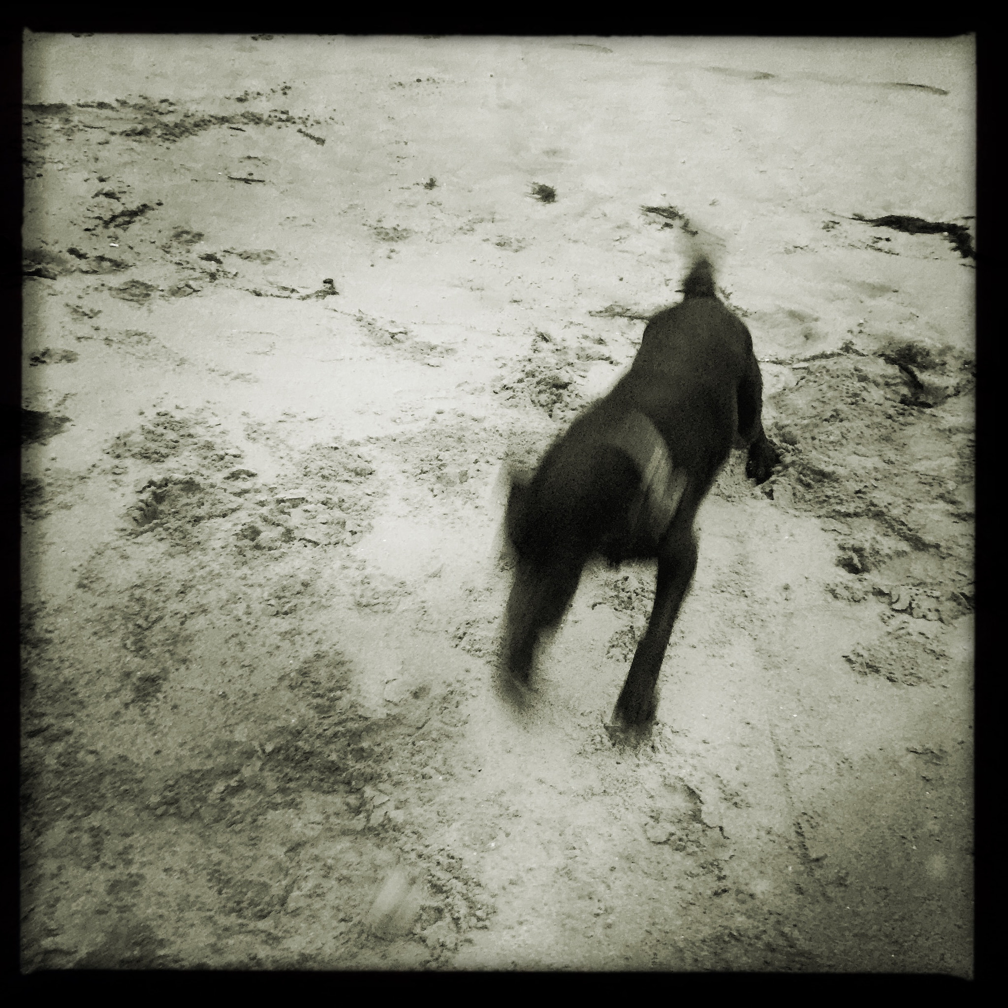 Hipstamatic 304 sample photo. Lab on beach photography