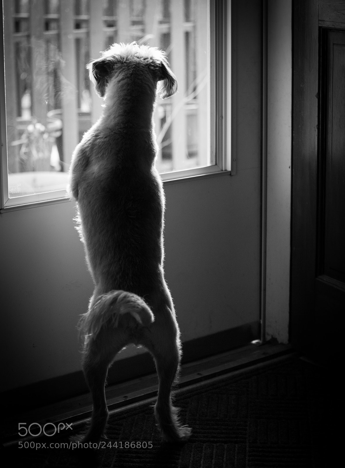 Canon EOS 5D sample photo. Doggy daydreams photography