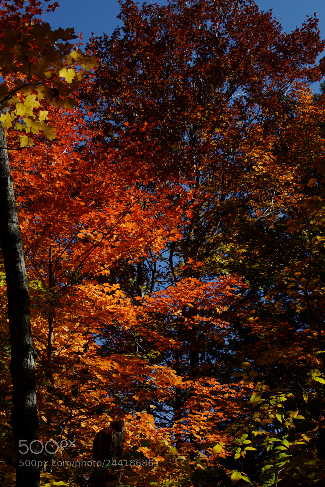 Canon EOS 60D sample photo. Autumn.jpg photography