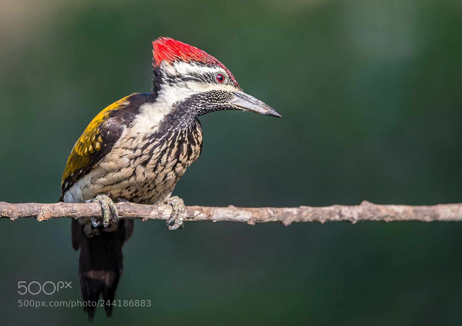 Nikon D610 sample photo. Lesser flameback woodpecker photography