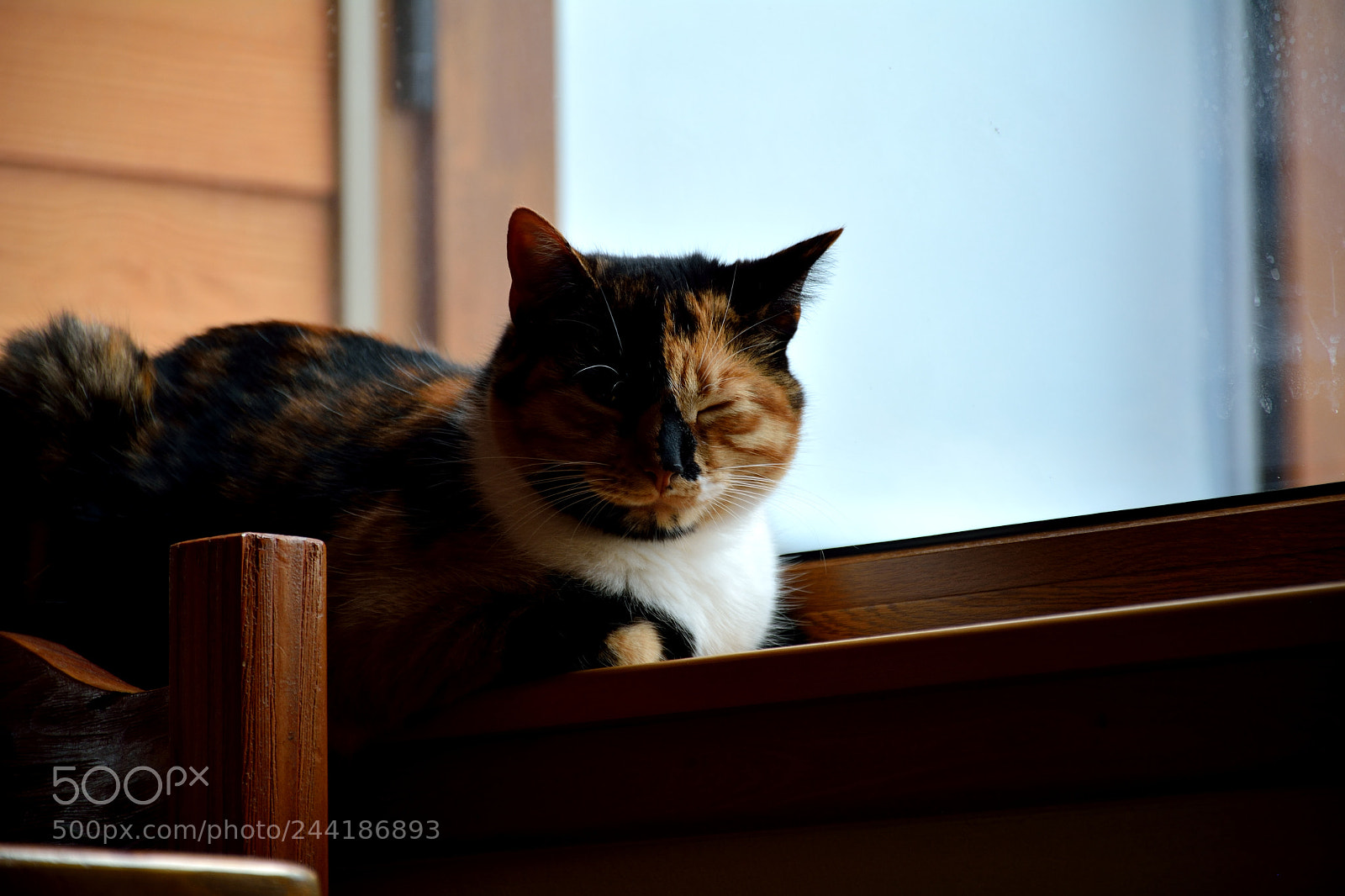 Nikon D7100 sample photo. Violeta over having a photography