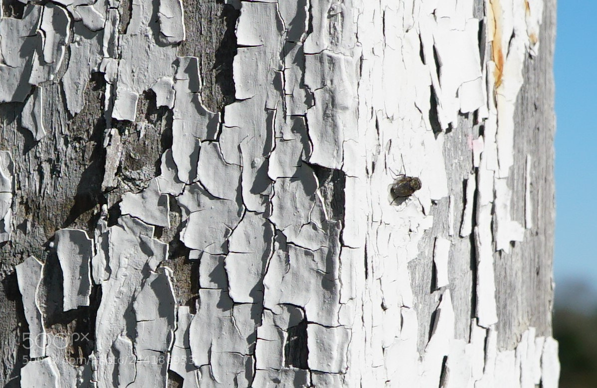 Sony a6500 sample photo. A fly on a photography