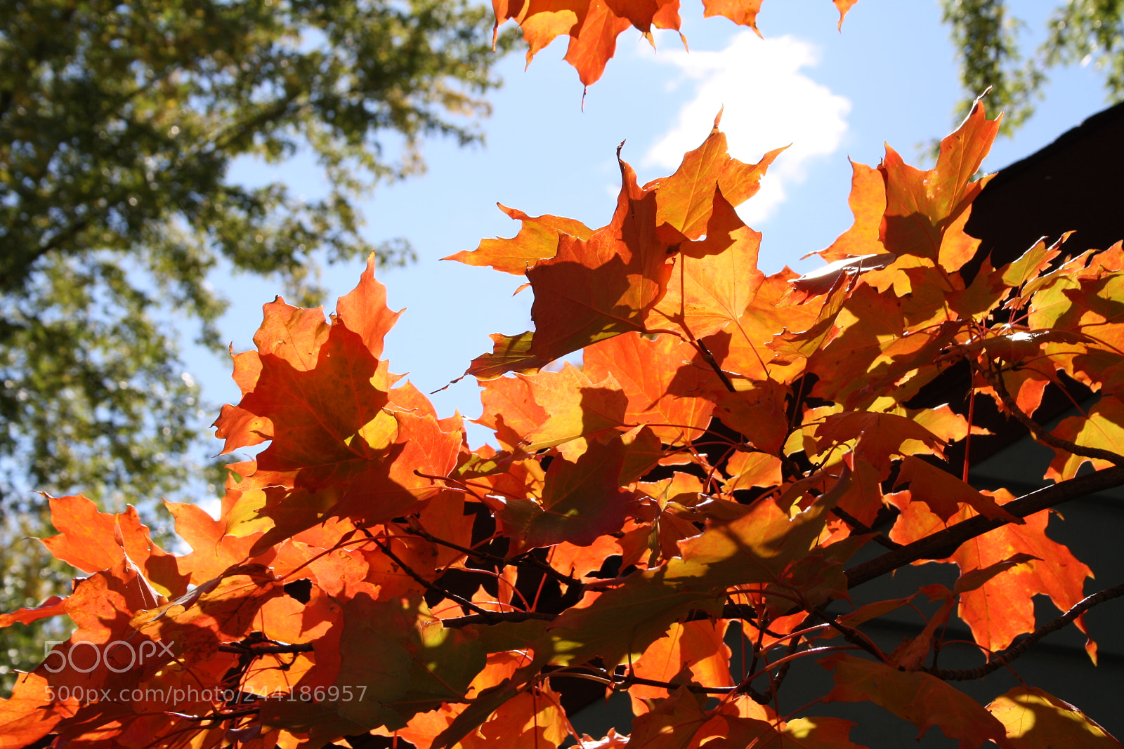 Canon EF-S 18-55mm F3.5-5.6 II sample photo. Fall leaves under sunlight photography