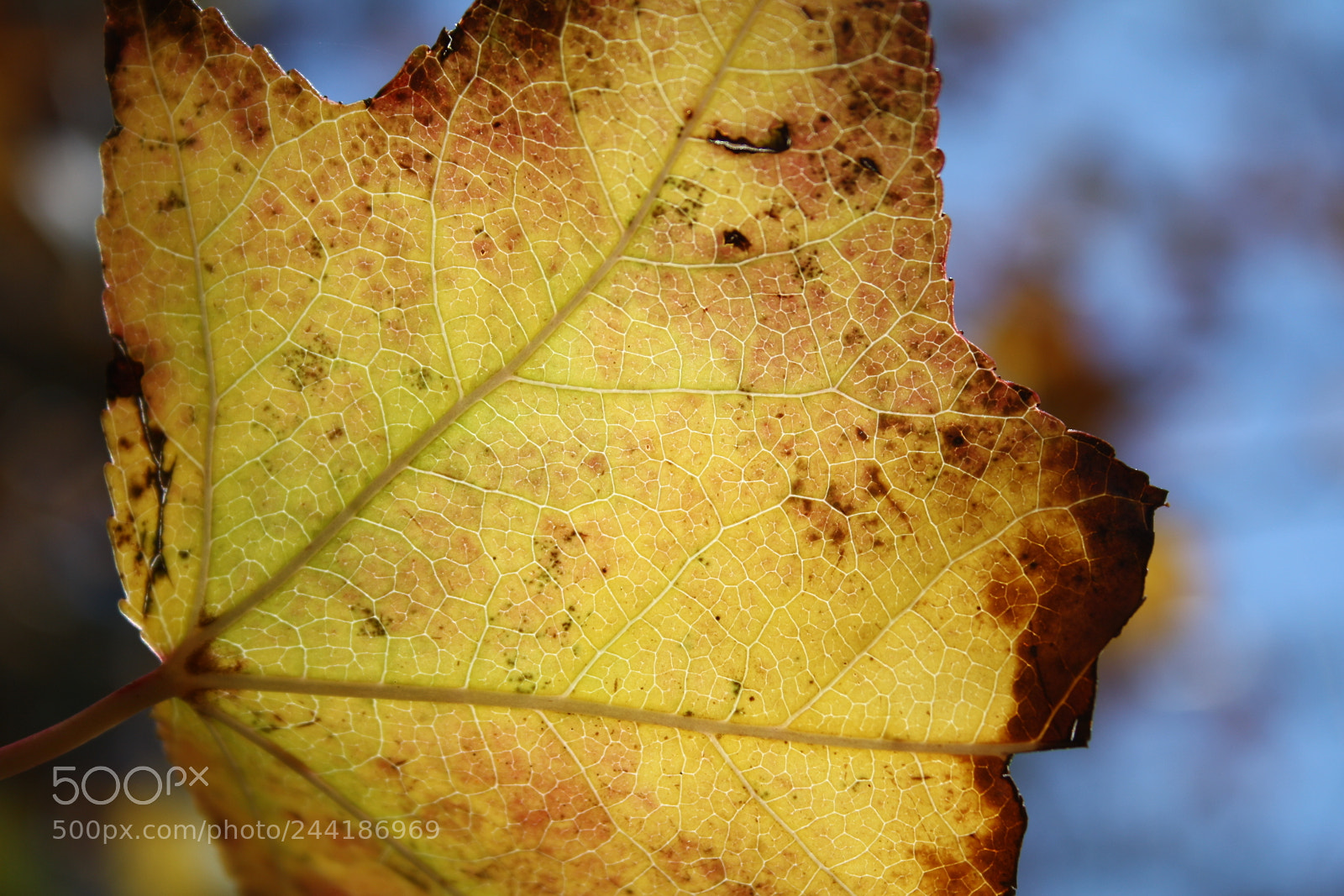 Canon EF-S 18-55mm F3.5-5.6 II sample photo. Tropical leaf lit by photography